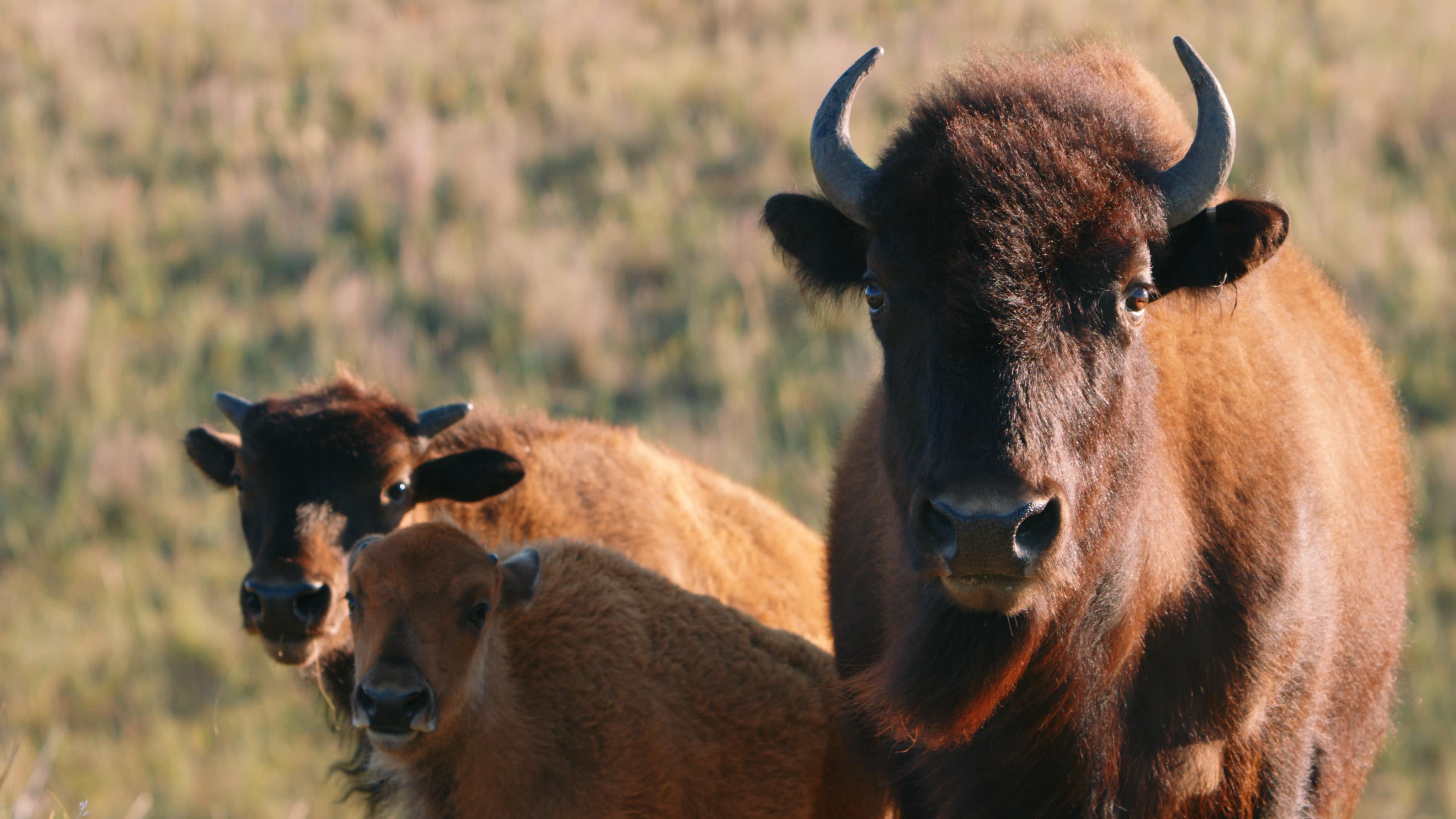 Promotional still for Singing Back the Buffalo