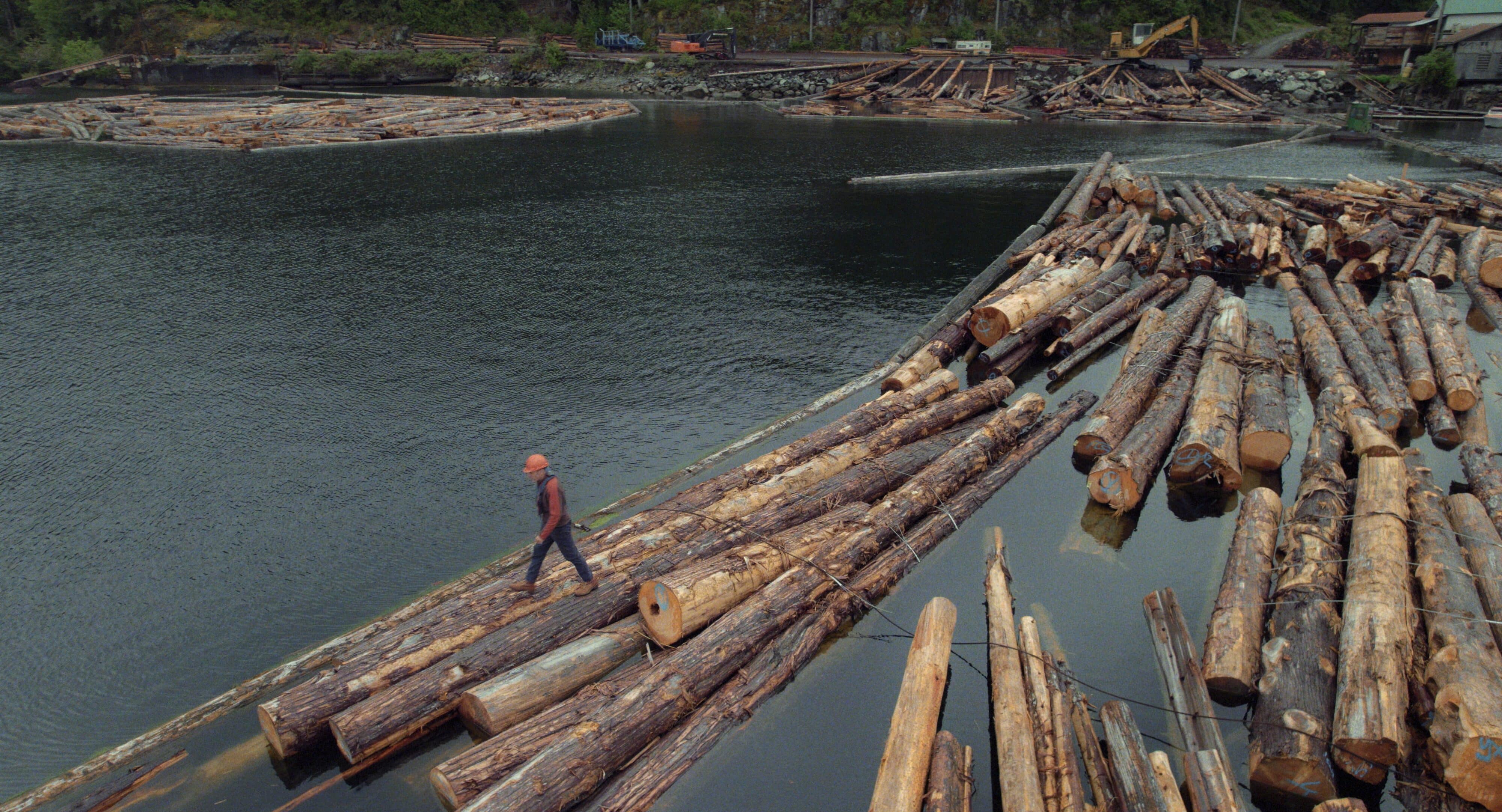 promotional still for the film FAIRY CREEK, showing a wide angle shot of a man walking over logs.